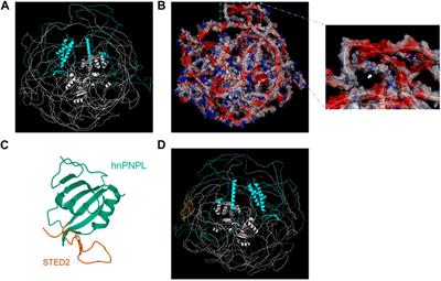 A novel SETD2 variant causing global development delay without overgrowth in a Chinese 3-year-old boy